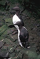 Common Murres on Hall Island