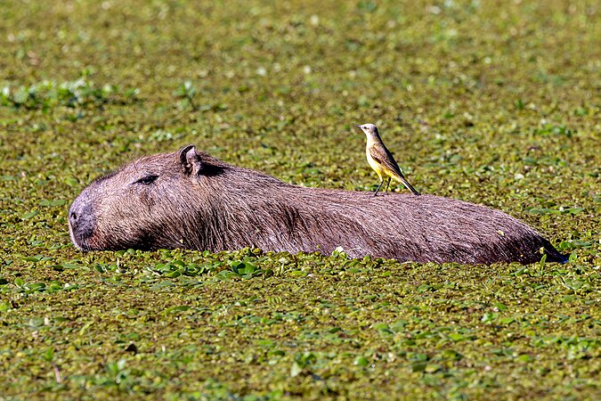 A capybara with a cattle tyrant on its back in the Iberá marshes. Photo by Luis Scarabino