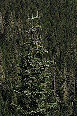 Abies lasiocarpa