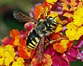 Image 28Anthidium bee