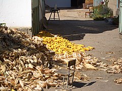 Corn (maize) being husked