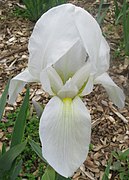 Iris albicans