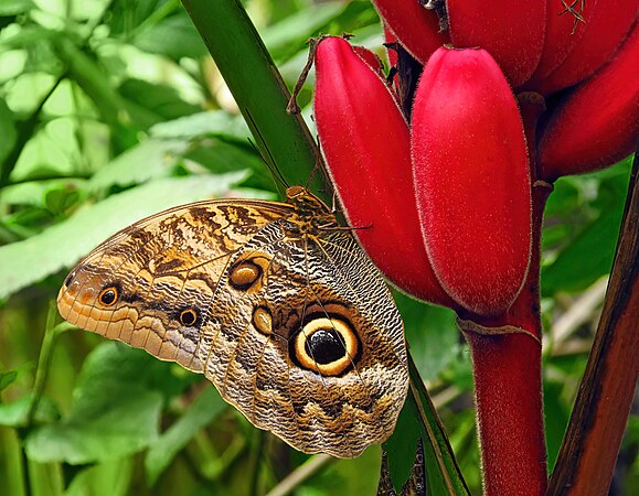 Butterfly Caligo brasiliensis sulanus on the fruit of a wild red banana. Photo by DmytroLeontyev