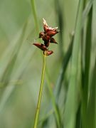 Carex dioica