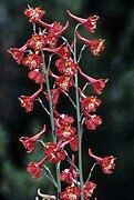 Delphinium cardinale