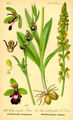 Ophrys insectifera (as syn. Ophrys muscifera) plate 149 A, B in: Otto Wilhelm Thomé: Flora von Deutschland, Österreich u.d. Schweiz (Orchidaceae), Gera (1885)