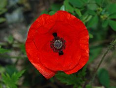 Papaver rhoeas (Corn Poppy)