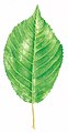 Prunus avium leaf