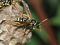 Image 91Paper wasp laying an egg