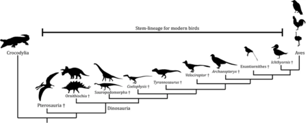 Birds and dinosaurs.webp