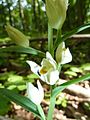 Cephalanthera damasonium Germany - Karlsruhe, Güterbahnhof