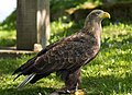 Haliaeetus albicilla (cat.)