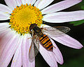 Image 82Hoverfly on flower