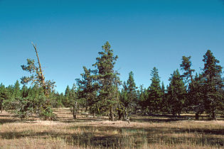 Malheur National Forest, Oregon