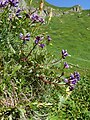 Oxytropis jacquinii Germany - Allgäuer Alpen