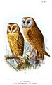 Tyto alba detorta, Tyto glaucops glaucops