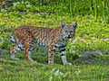 Bobcat, National predator (official)