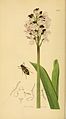 Orchis purpurea plate 255 in: John Curtis: British Entomology vol. 2 (1828-1840) (with: Abdera biflexuosa)