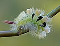 Raudonuodegio verpiko vikšras Calliteara pudibunda caterpillar