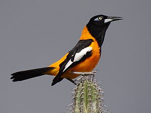 "Curacao-Icterus-Icterus-2013.JPG" by User:Uspn