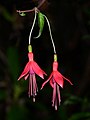 Image 32Pair of Fuschia flowers