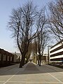 University of Liverpool Trees.