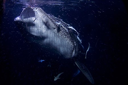 Rhincodon typus (Whale Shark)