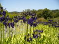 Agapanthus inapertus subsp. pendulus