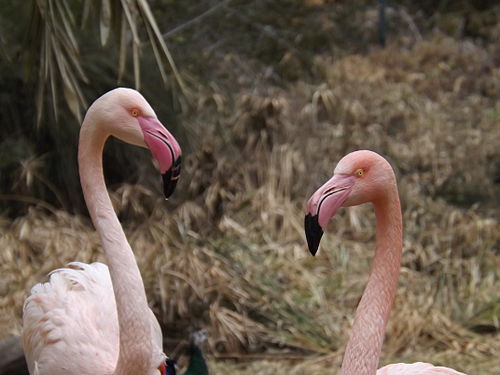 Greater Flamingos (Phoenicopterus roseus) at the Jerusalem Biblical Zoo