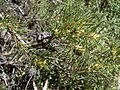 Hakea pachyphylla