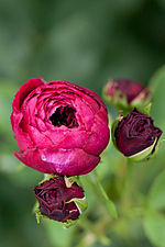 "Rose,_The_Prince3.jpg" by User:Flickr upload bot