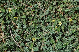 Tribulus terrestris à Bouzigues (Hérault, France)