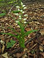 Cephalanthera longifolia Germany - Ersingen