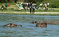 Lake Naivasha - Kenya