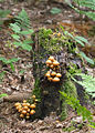   Sheathed Woodtuft (Kuehneromyces mutabilis)