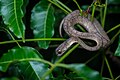 Pareas carinatus - Kaeng Krachan District, Phetchaburi