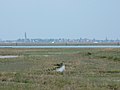 The island of Burano and saltmarsh (Barena)