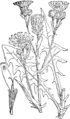 Crepis paludosa Močvirski dimek plate 441 in: Martin Cilenšek: Naše škodljive rastline Celovec (1892)