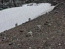 Mount Rainier National Park