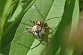 female with egg sac