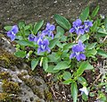 Viola canina Ssp. Montana in Reykjavik