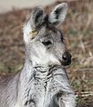 Wallaroo