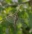 * Nomination Großer Blaupfeil - Orthetrum cancellatum, Weibchen (female) --Hockei 18:50, 20 August 2015 (UTC) * Promotion Good quality -- Spurzem 19:52, 20 August 2015 (UTC)