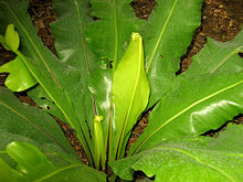 Asplenium-detail.jpg