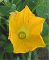 Courgette male flower