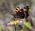 Small Tortoiseshell (Aglais urticae) Photo taken at Gubbeen, Co. Cork, Republic of Ireland