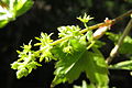 female flowers, Fukushima, Japan