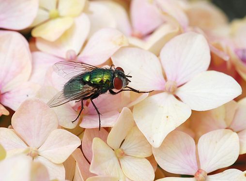 A Blow-fly (Chrysomya albiceps) on a flower of an Hortensia