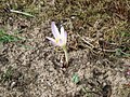 Colchicum autumnale