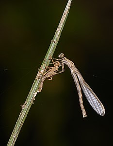 Prodasineura verticalis Red-striped Black Bambootail), emergence